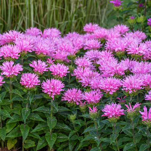 Bee Balm Collection
