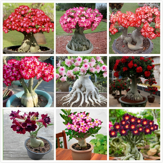 2 Pcs Rainbow Desert Rose Seeds