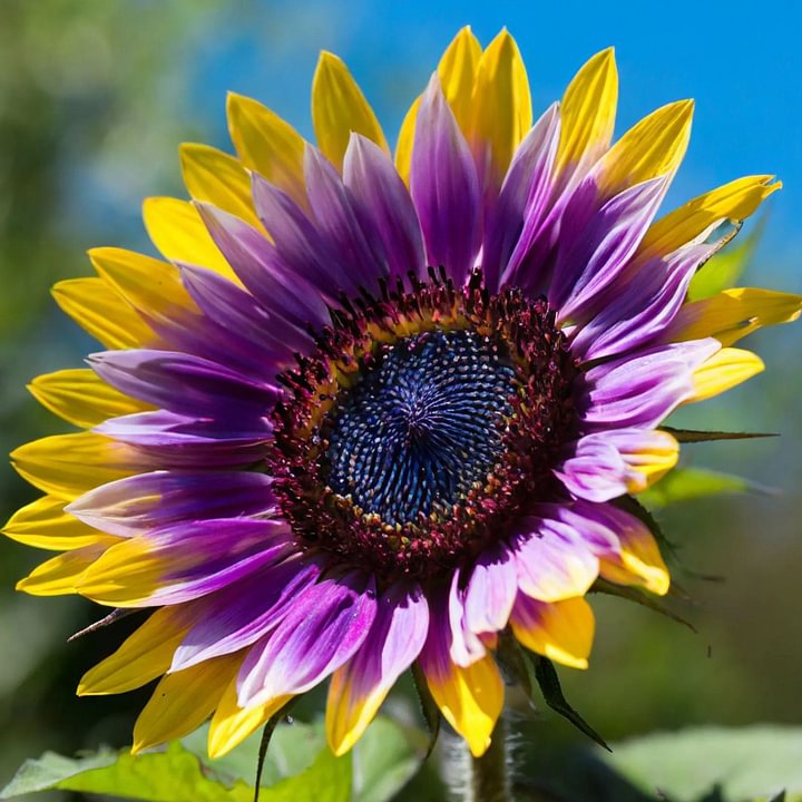 🌻50+ Mixed Color Sunflowers