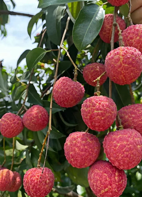 Seedless Lychee Sweetness Fruit