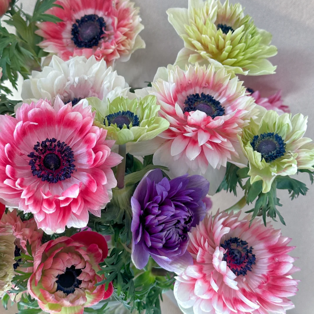 🌸Double Anemone Seeds