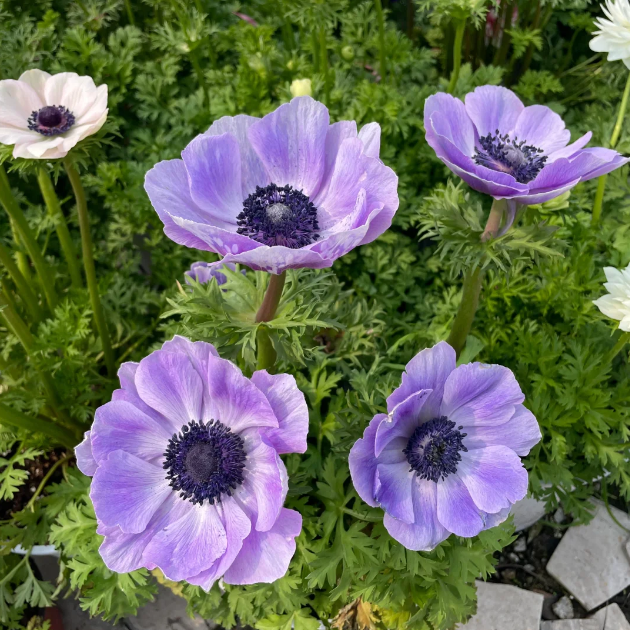 🌸Double Anemone Seeds