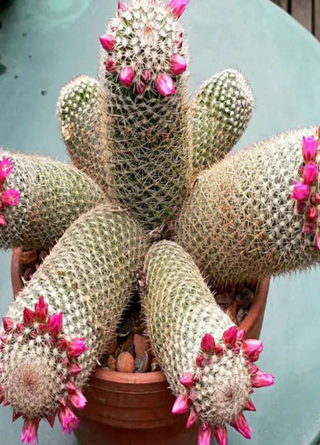 The Mammillaria Matudae Cactus Flower Plant Seeds