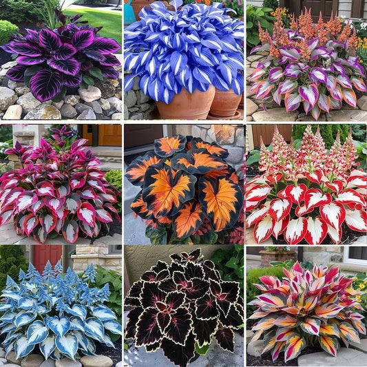 800+pcs Mixed Color Hosta Seeds – Shade-Loving Perennials with Stunning Foliage, Easy to Grow, Low Maintenance, Perfect for Pots & Garden Beds