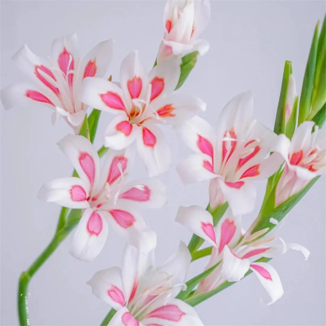 Cat's Claw Gladiolus 🩷 pink and cute