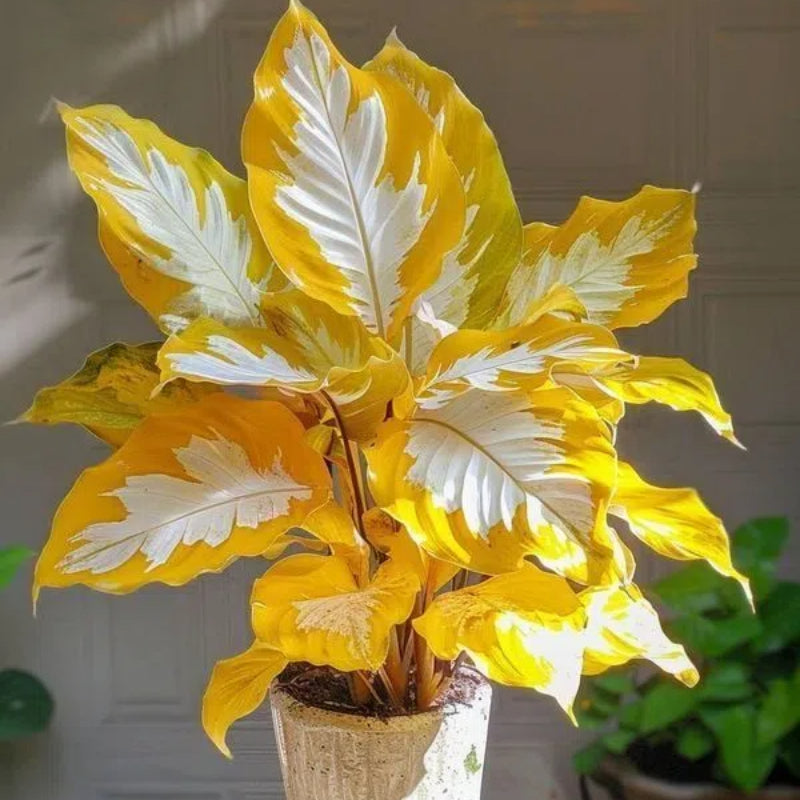 Kaleidoscope Caladium Plant