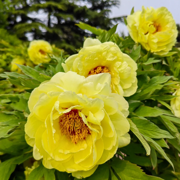 🌺Chinese Peony Flower Seeds—Mixed Color Plants—Home Garden Flower Seeds