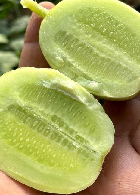 Thumb Cucumber-Golden Boy Lady Cucumber