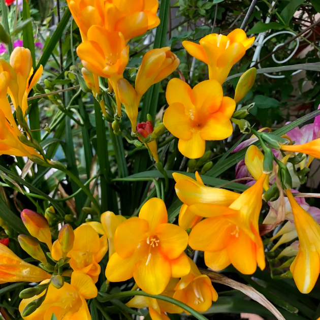 💐Freesia Bulbs