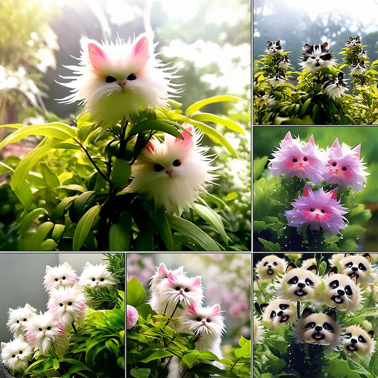 🔥Amazing Plants! 🌈🐱Cat's Eye Dazzle Flower