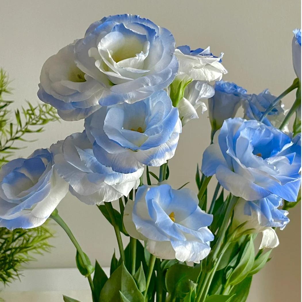 🌺Lisianthus – Sincere Love