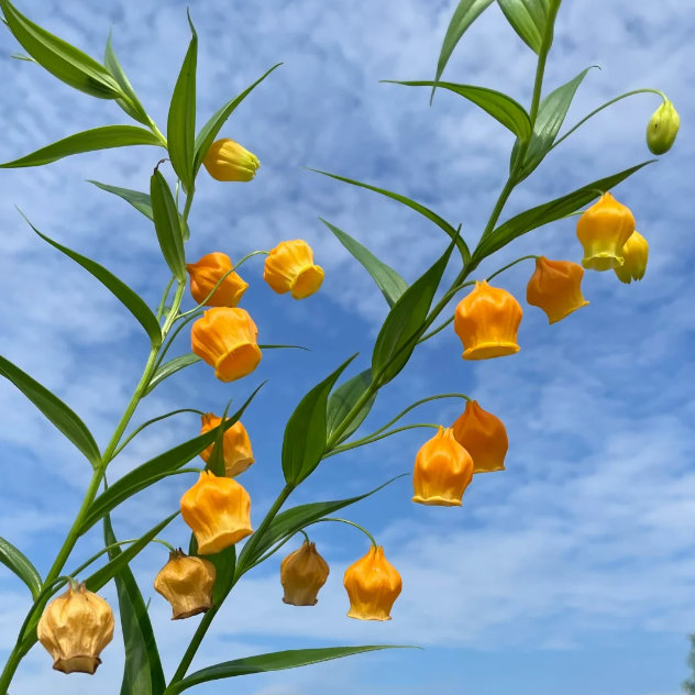 💐Lantern Lily—Christmas Wind Chimes—Christmas Bells—Home Bonsai