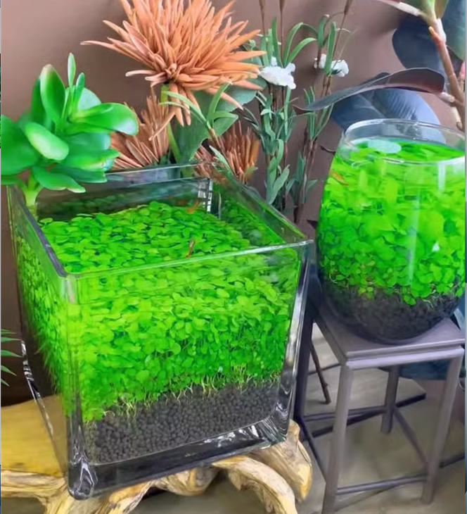 🌿Air Purifying Fish Tank Aquatic Plant Seeds