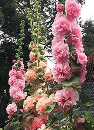 300+ Hollyhock Seeds Carnival Mix Giant Mallow Double Hollyhock Flowers Seed Perennial Outdoor Home Garden Flower