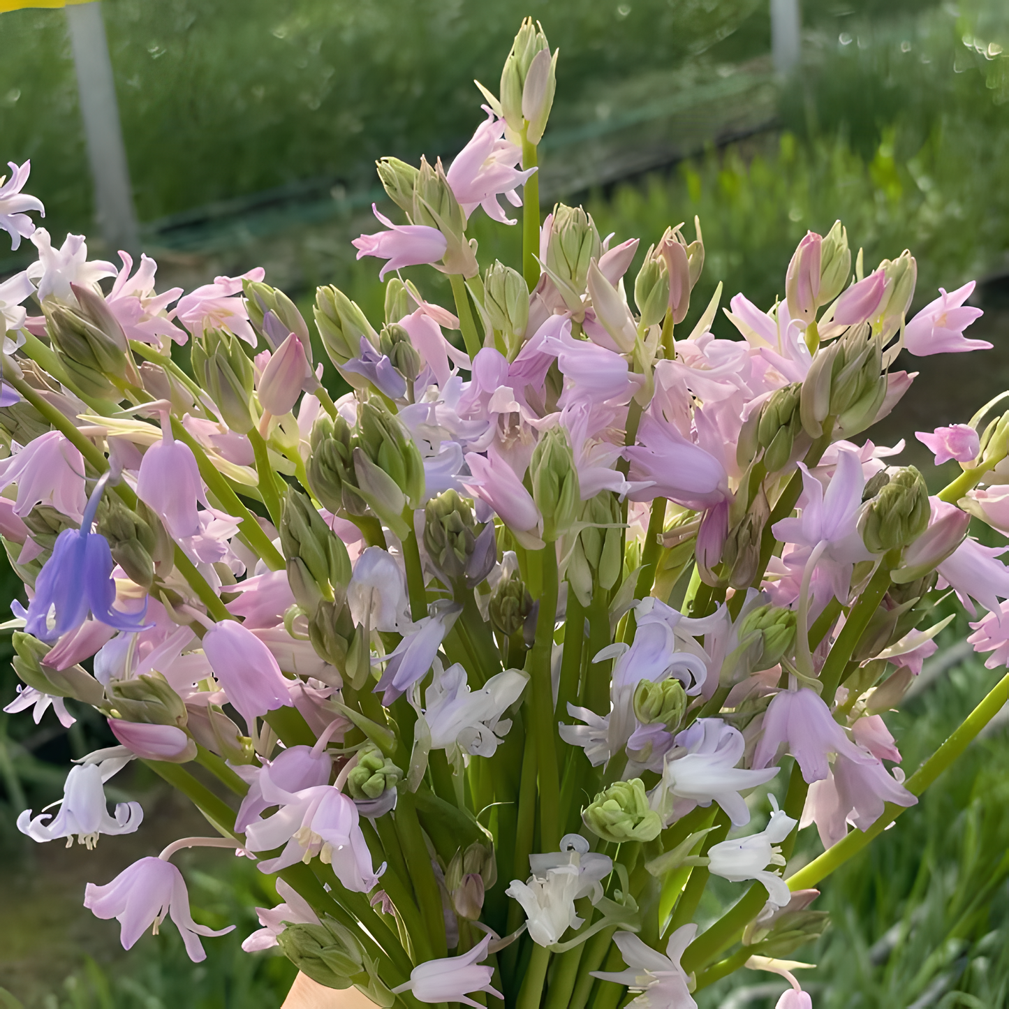 🧚‍♂️🔔Bluebells – The Fairies' Lucky Bells
