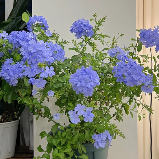 💙Blue Snowflake Seeds—Sky Flower