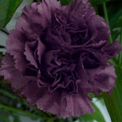 Collection image for: Carnation