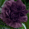 Carnation