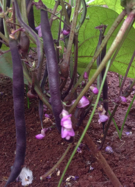Bean Amethyst