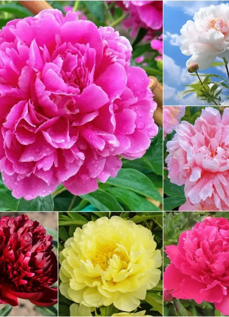 🔥LAST DAY 45% OFF🌺THE QUEEN OF FLOWERS—DOUBLE PETALED PIANI