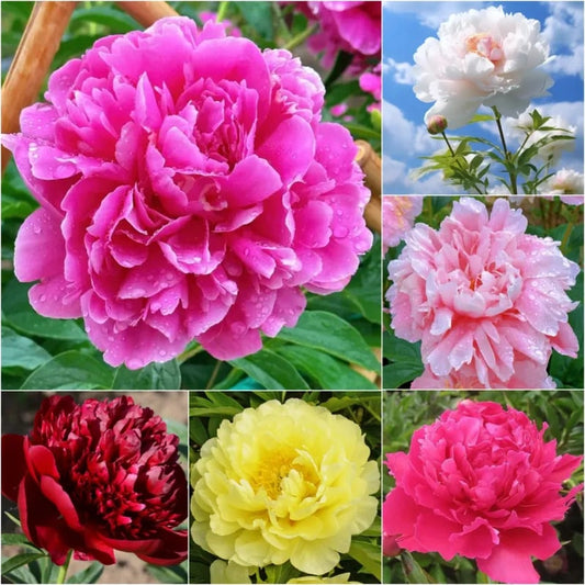 🔥LAST DAY 45% OFF🌺THE QUEEN OF FLOWERS—DOUBLE PETALED PIANI