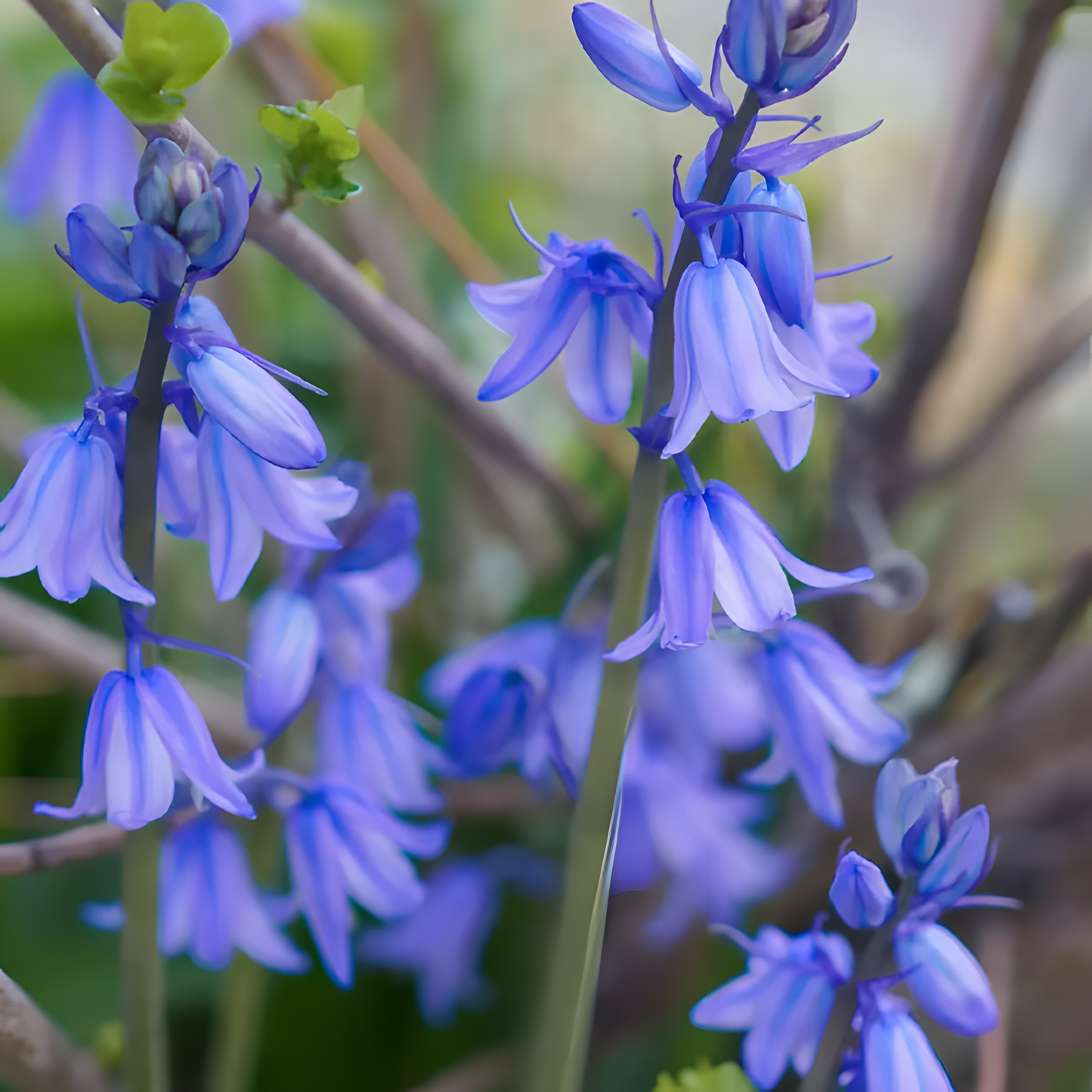 🧚‍♂️🔔Bluebells – The Fairies' Lucky Bells
