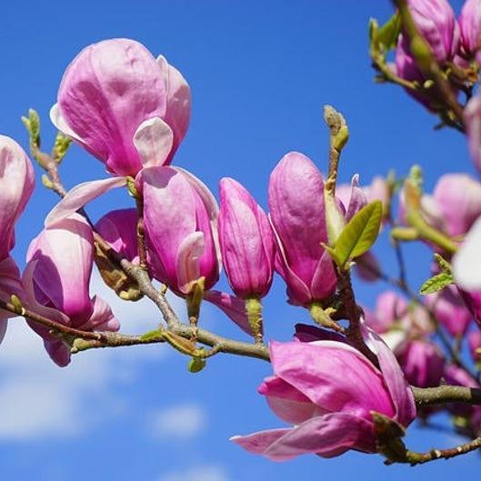 20pcs LILY MAGNOLIA Flower TREE Pink & Purple Fragrant Tulip Magnol Liliiflora Seeds
