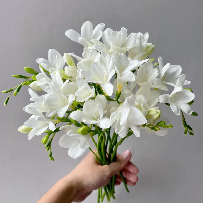 💐Freesia Bulbs