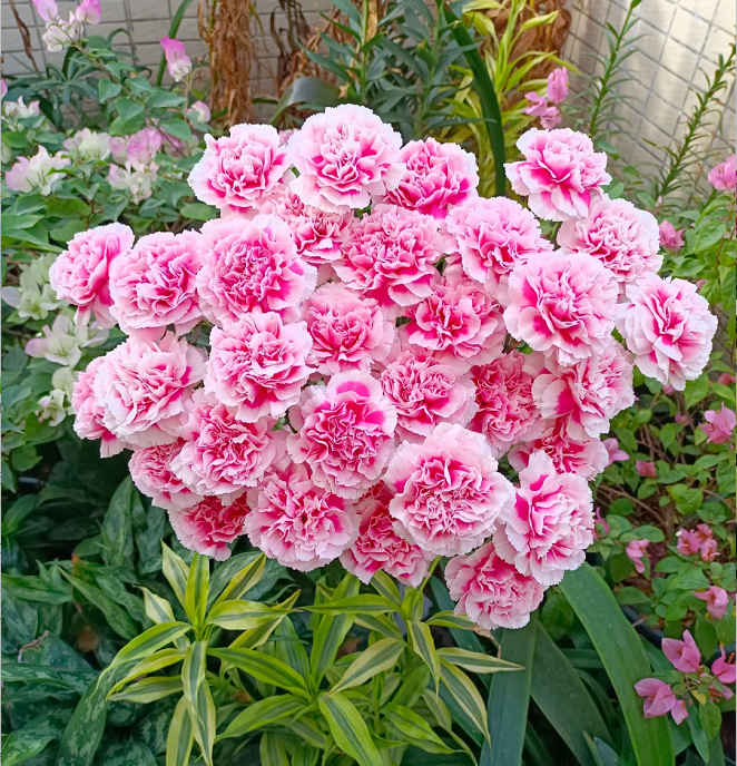 Multicolor Carnation Seeds
