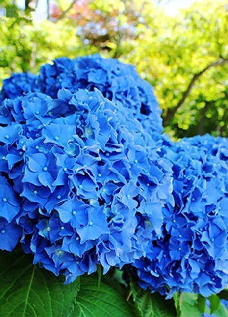 20 pcs/Pack Hydrangea Seed Bonsai Flower Seeds Hydrangea Perennial Garden Home