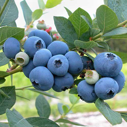 20Pcs Seeds Sweet High BUSH Northern BLUEBERRY Heirloom NON-GMO USA SELLER!