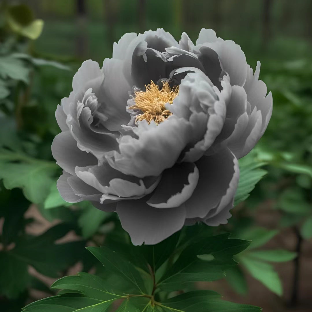 Rare Black Peony Seeds