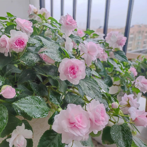 Pink Double Camellia Impatiens Sweet Princess Seeds