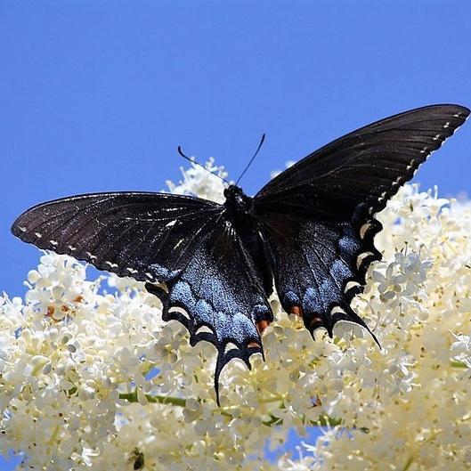 MIXED Colors BUTTERFLY BUSH Buddleia Davidii Flower Shrub Seeds