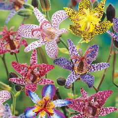 Collection image for: Lily