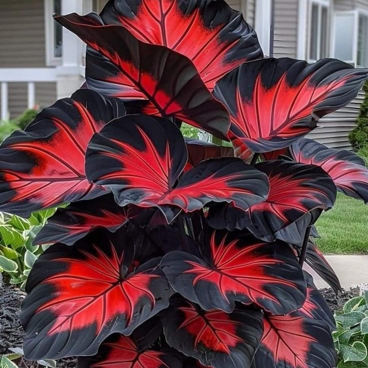 Special Edition 800 Pcs Hosta Seeds – Dense Green Perennials for North-Facing Gardens, Maintenance-Free Borders & Long-Living Landscapes