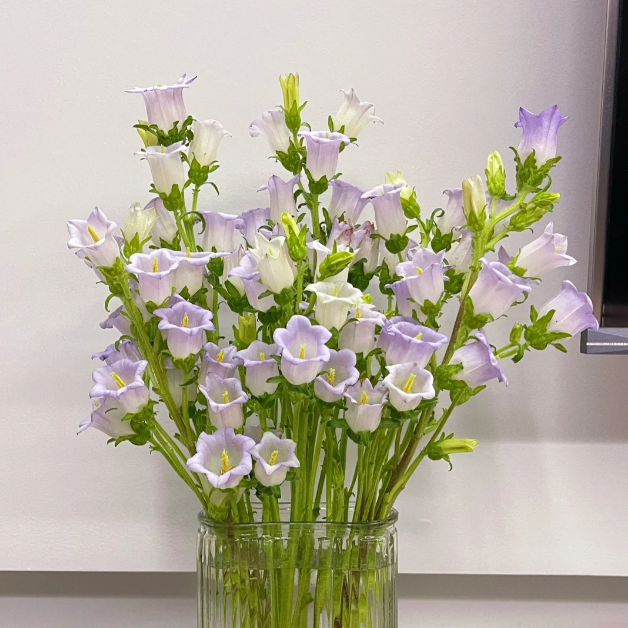🔔Bellflower Seeds—Lucky Flower