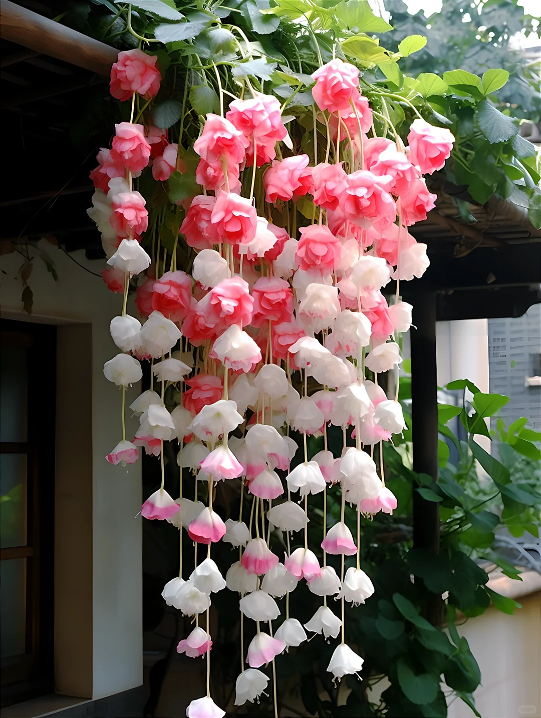 Weeping Begonia (Begonia pendula)