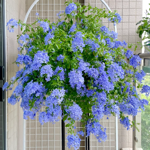 💙Blue Snowflake Seeds—Sky Flower