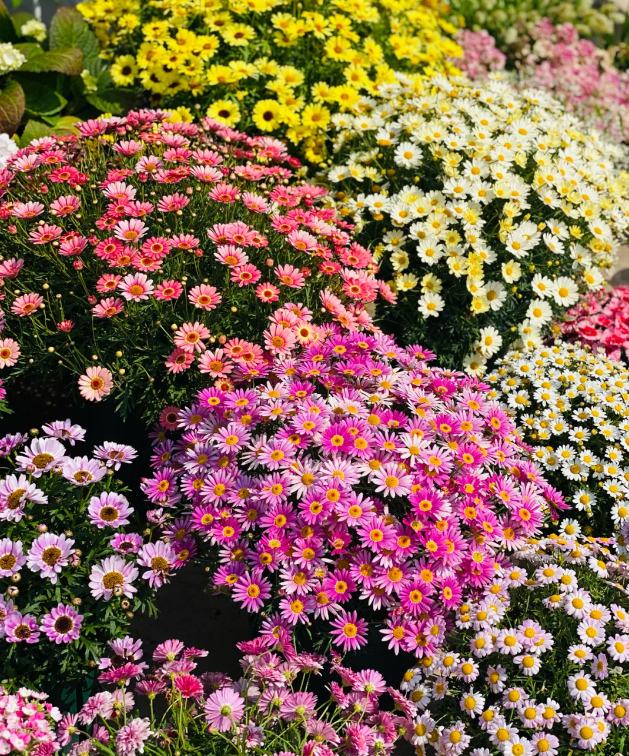 🌼Insect Killers: Pyrethrum Daisy Seeds