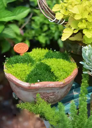 Irish Moss Sagina Subulata