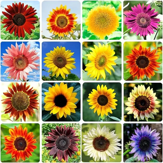 🌺Last Day Sale--60% Off💐 Sunflower Seeds🌻Sunshine