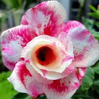 2Pcs Rainbow Desert Rose Seeds