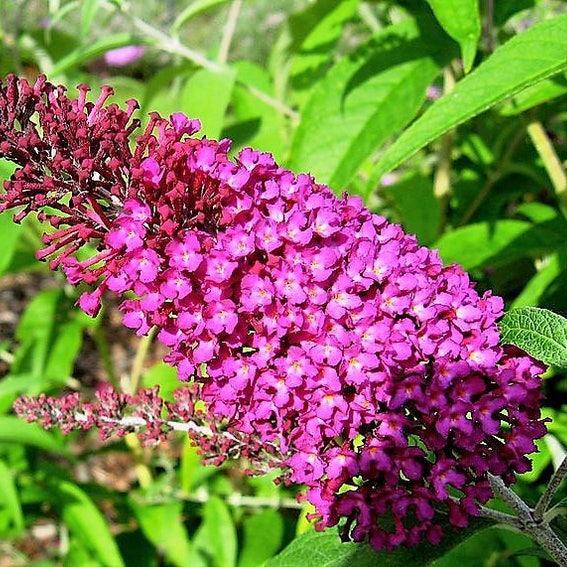 MIXED Colors BUTTERFLY BUSH Buddleia Davidii Flower Shrub Seeds