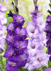 3 Bulbs / Purple