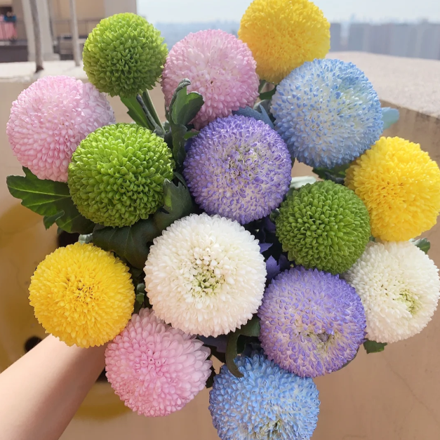 🏵️Colorful Ping Pong Chrysanthemum Seeds