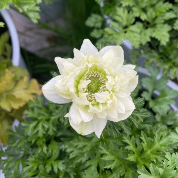 🌸Double Anemone Seeds