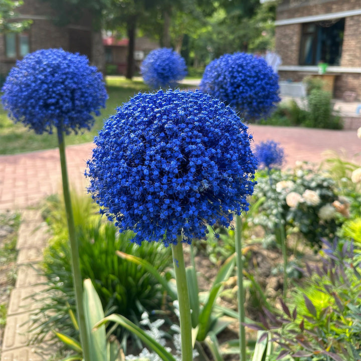 Giant Allium Giganteum Ornamental Onion Flower