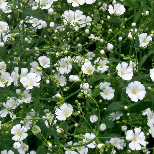 100pcs Gypsophila seeds Baby's Breath Gypsophila