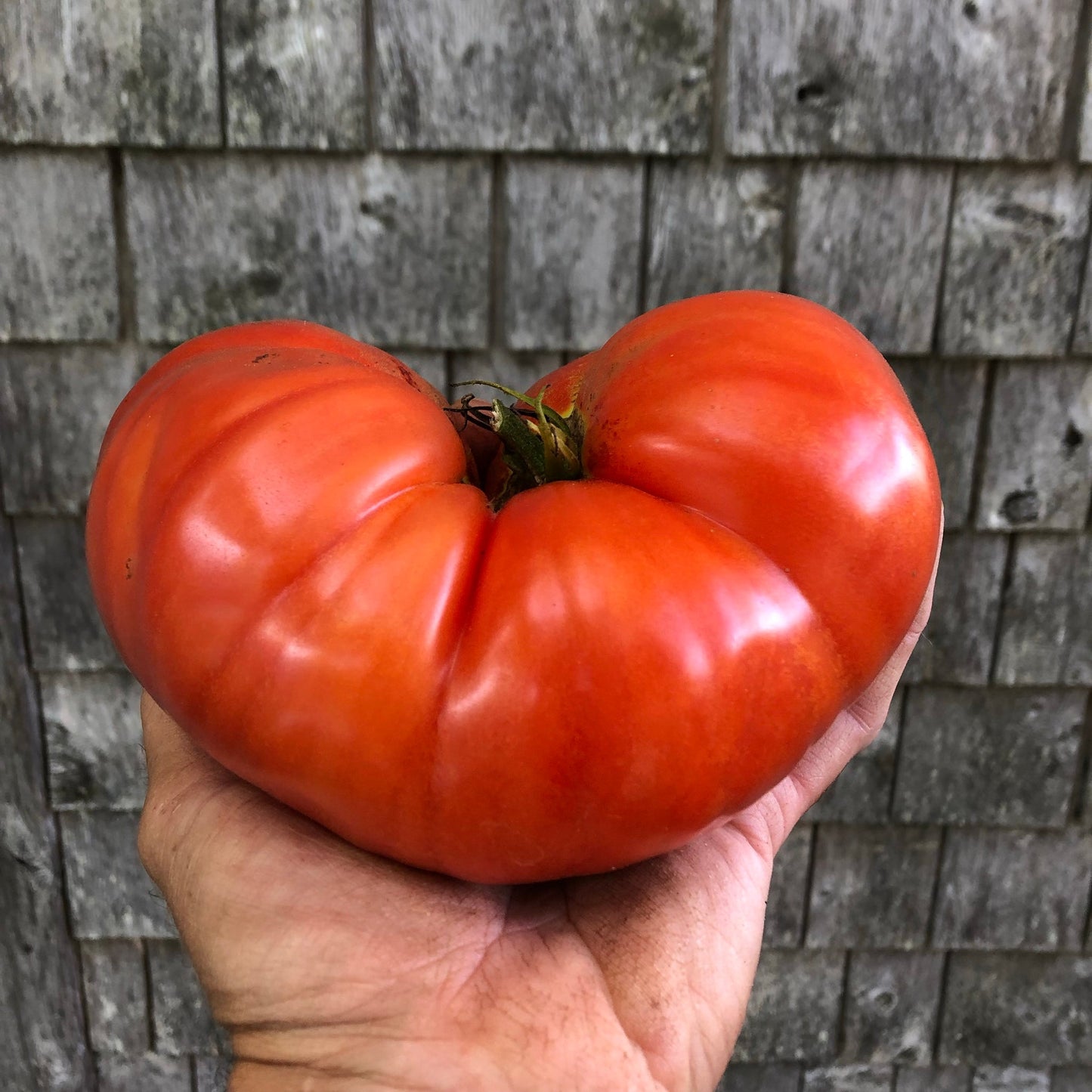 Beafsteak Tomato Seeds